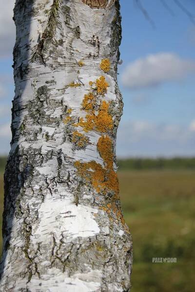 Photos | Paledog Photo Collection