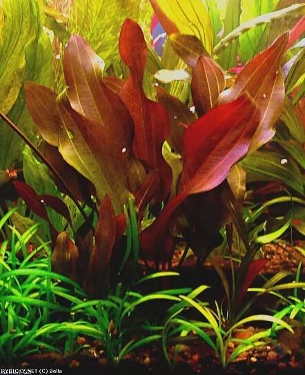 Echinodorus 'Mercedes' - šípatkovec 'Mercedes'