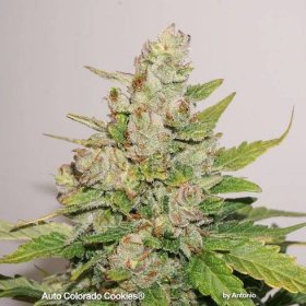 Auto Colorado Cookies by Antonio grow report review budshot frosty cannabis flower