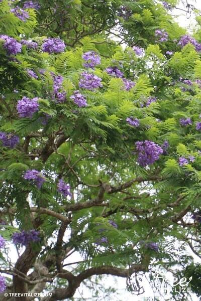 Jacaranda (Jacaranda mimosifolia) tree in bloom