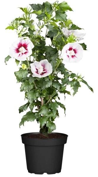 OBI Ibišek (Hibiscus) čínská růže červená, výška 30-40 cm, cca 3 l nakoupit u OBI