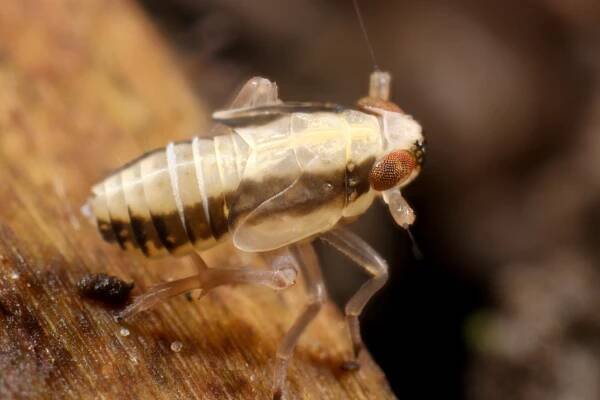 Muellerianella