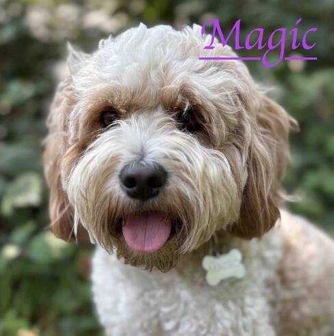 best dog walker West London