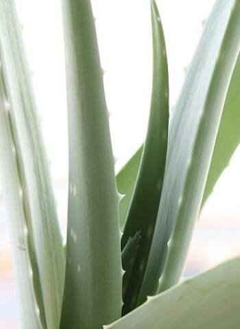 aloe vera