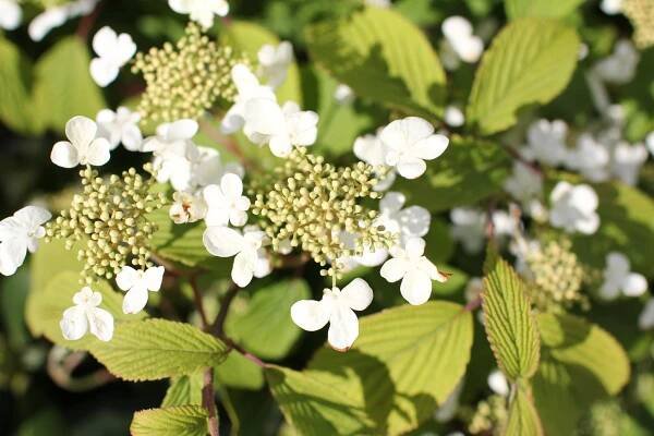 Kalina japonská 'Mariesii' - Viburnum plicatum 'Mariesii'