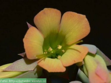 Herbář Wendys - Bryophyllum daigremontianum - Náduť madagaskarská