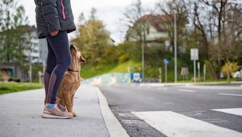 ŽENA-IN - Aby přecházení silnice nebyl stres pro psa ani pro vás: Jednoduchým cvikem ho naučte zastavit před cestou