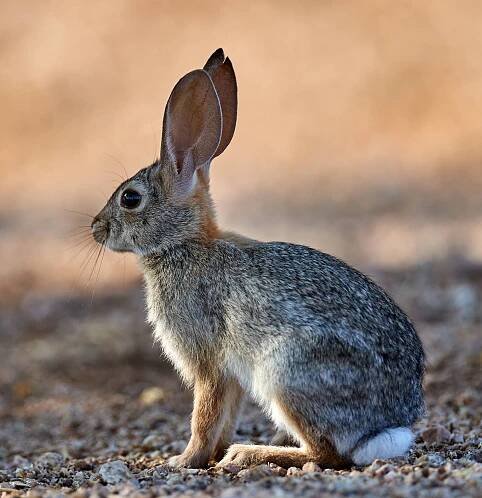 Active Rabbit on Pebbles Wallpaper