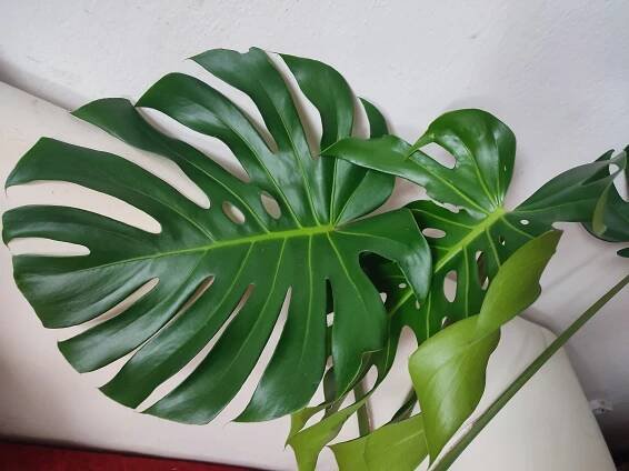 Monstera deliciosa - vrcholový řízek #1