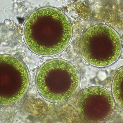 LABORATORIUM