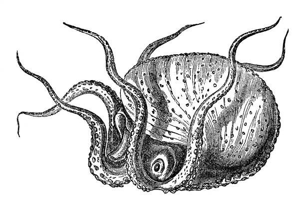 Argonaut Octopus