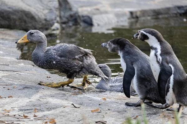 »Kolesový parník« – nový druh v Zoo Praha a spousta roztomilých mláďat | iportaL24.cz