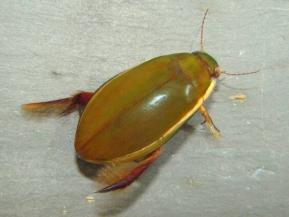 Obrázek - Cybister lateralimarginalis (křepčík obroubený) | BioLib.cz