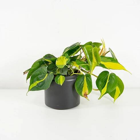 Philodendron scandens 'Brasil' Ø12cm