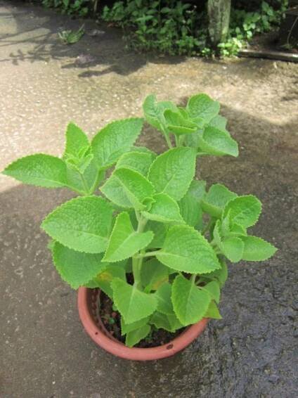 Aromatický Plectrantus: aplikace, léčivé vlastnosti a kontraindikace