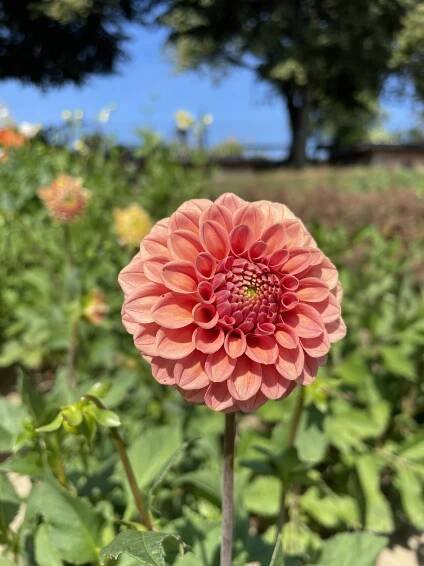 Rose Toscano