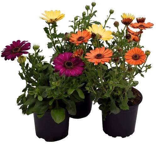 Kopretina kapská Osteospermum, různé druhy, 1 ks, pr. kv. 11 cm