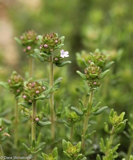 Thymus vulgaris – mateřídouška obecná, tymián