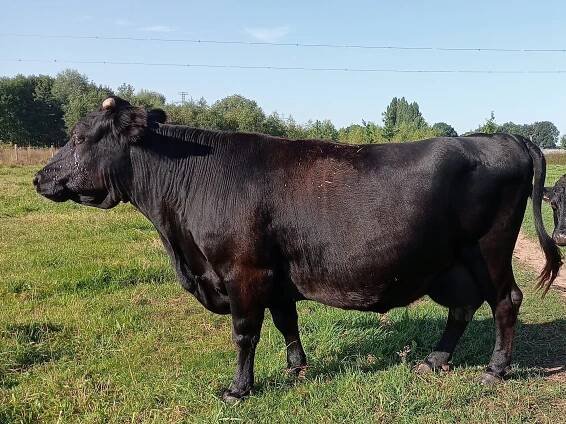 Kruiswijk Moon EX90 | Dexter mini-koeien van stal PorcPrunus