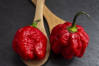 Everything You Need to Know about Trinidad Moruga Scorpion Peppers