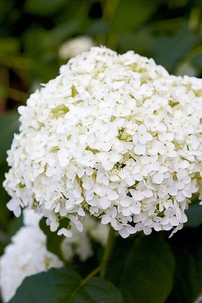 'Annabelle' Smooth Hydrangea