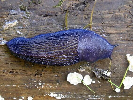 Obrázek - Bielzia coerulans (modranka karpatská) | BioLib.cz