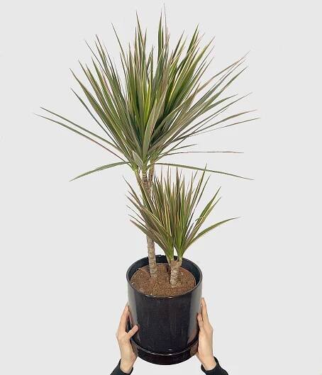 Marginata Vicolor 2982