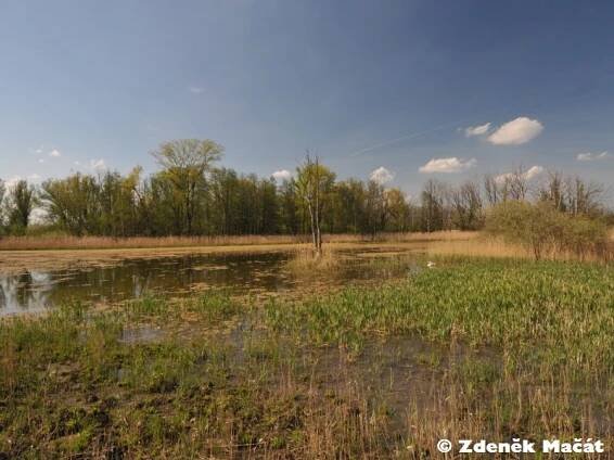 Oleksovická mokřina - přírodní památka | Jihomoravský kraj | Natura Bohemica