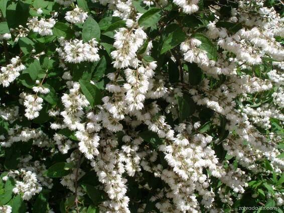 Trojpuk drsný - Deutzia scabra