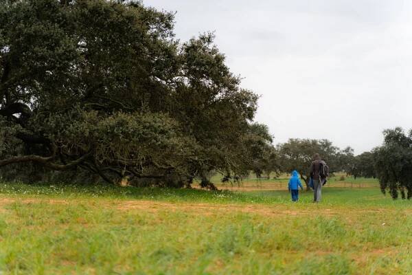 Amazing secular holm oak tree in Alentejo