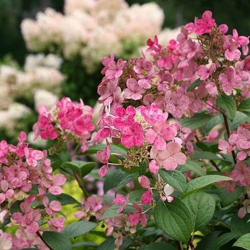 Hydrangea paniculata Little Quick Fire®