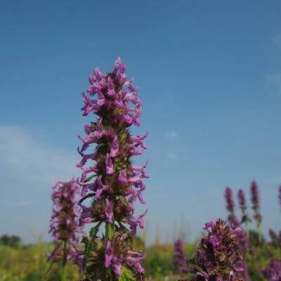 Přírodní rostliny – 4. stránka – PlantaNaturalis.com