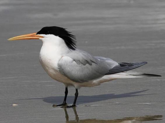 Breeding adult - ML170569861