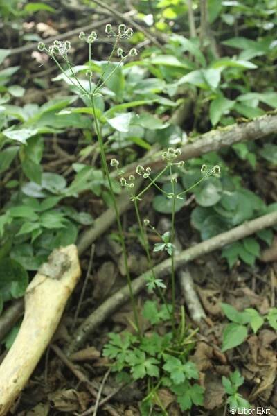 Sanicula europaea | Květena Šumavy