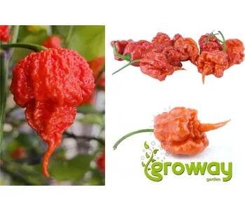 Carolina Reaper 1 balení 10ks semen