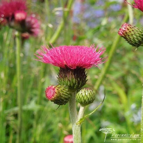 Cirsium rivulare - Perenniculum