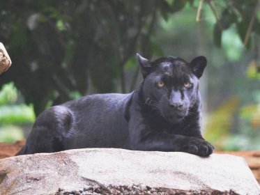 Der Jaguar - die größte Raubkatze des Amazonas