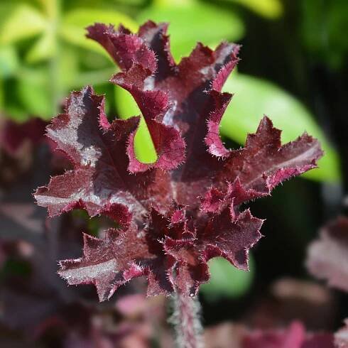 Dlužicha Melting Fire - Heuchera - prodej semen - 15 ks