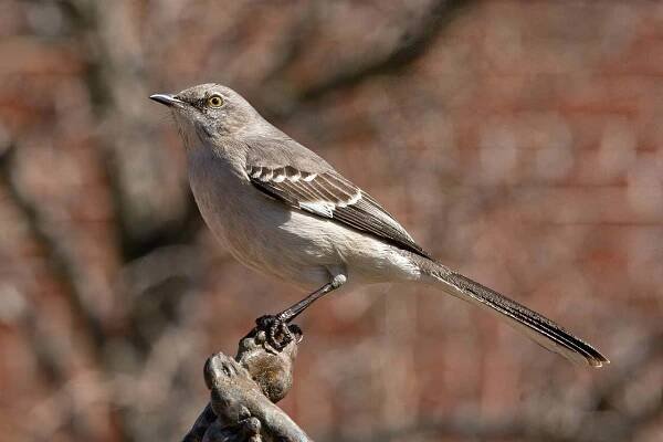 Mockingbird Symbolism