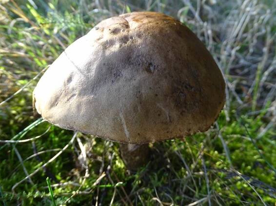 Obrázek - Boletaceae (hřibovité) | BioLib.cz
