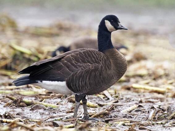  - Canada Goose (occidentalis/fulva)