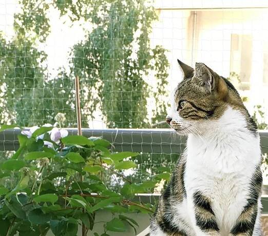 Ochranná síť Pro Kočky na balkon Okno 5 x 5 m Průhledná bez vrtání Značka ostatní