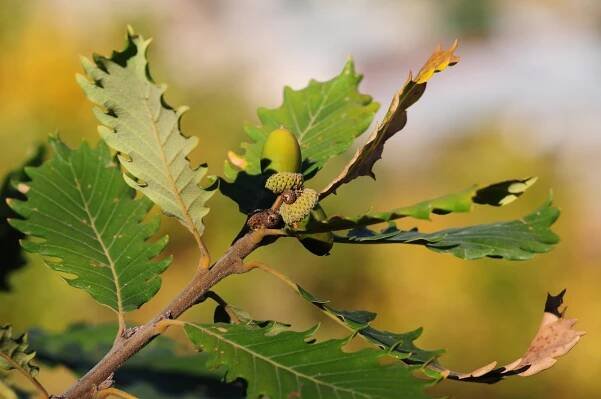 Meet a Tree: Learning More
