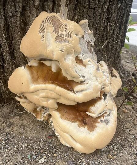 Meet Ganoderma polychromum: Habitat, Identification, and Uses
