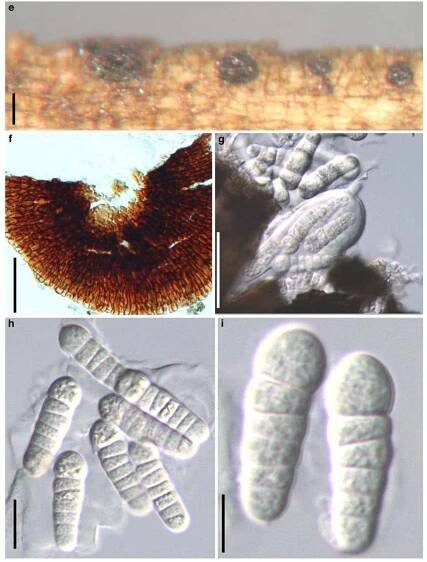 Fig. 102 (continued) 