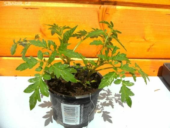 prodám sazenice rajčat na jaře od 30cm do 50cm