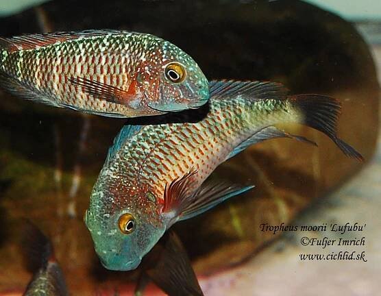 Tropheus moorii 'Lufubu' 'Purple Rainbow'