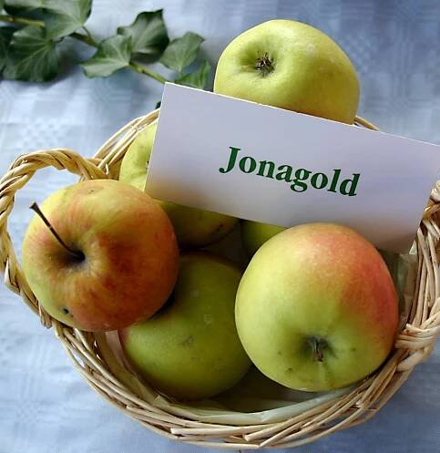 Jonagold