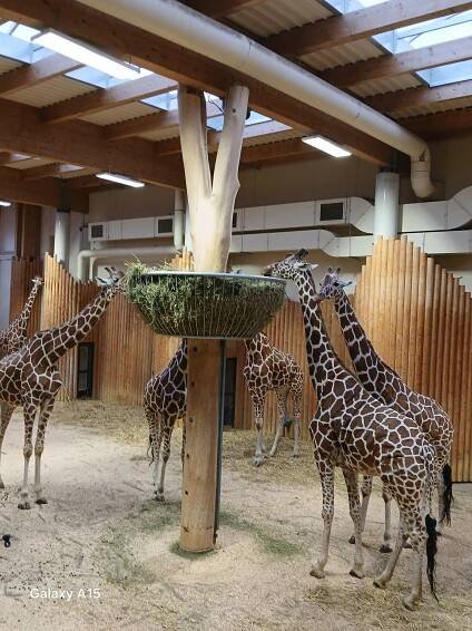 Vánoční ZOO – 1. třídy – ZŠ Husitská Nová Paka