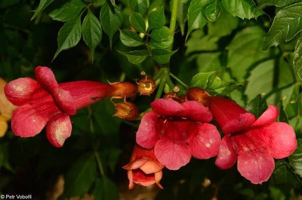 fotografický klíč k určování cévnatých rostlin :: BOTANICKÁ FOTOGALERIE